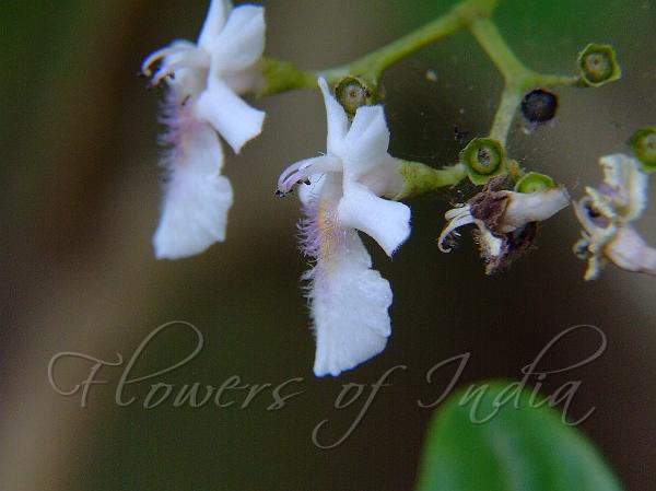 White-Wood Chaste Tree